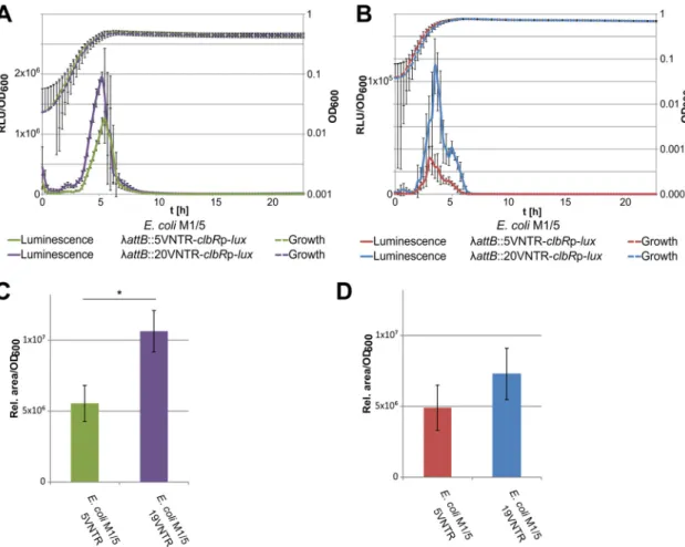 FIG 7 The size of the VNTR region affects colibactin production via altered clbR transcription