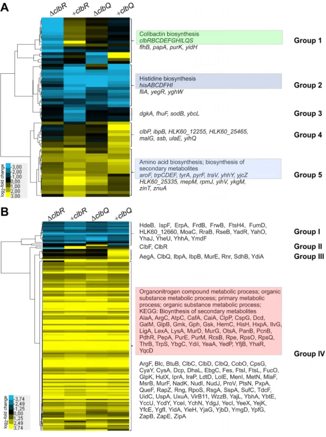 FIG 9 Impact of clbR and clbQ expression on global gene expression of E. coli M1/5 rpsLK42R at the transcriptome and proteome levels