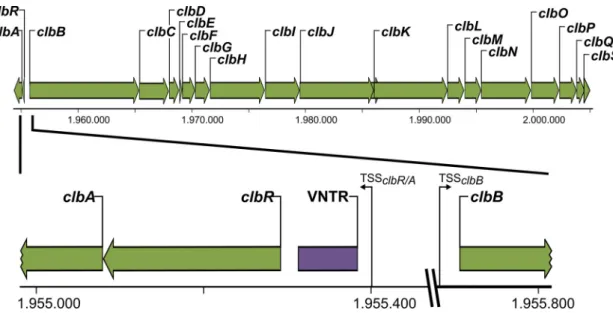 FIG 1 Genetic structure of the colibactin determinant in E. coli strains of phylogenetic group B2