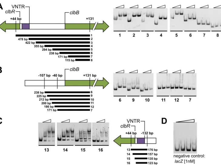 FIG 5 ClbR binds to clbR and clbB upstream regions. To demonstrate ClbR-DNA interactions using EMSA, PCR-generated, digoxigenin-labeled DNA fragments (300 pM) obtained from the upstream region of clbR and clbB, respectively, were incubated with increasing 