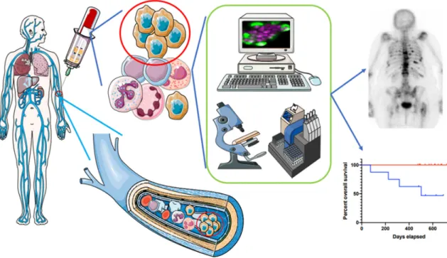 Figure 3. CTC clusters in clinical perspective. In the course of patient management, CTC cluster enumeration individualized from CTC detection might provide additional noninvasive information on patient prognosis, and might be a good companion biomarker of