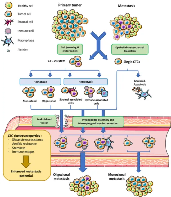 Figure 1. Origin and dissemination of circulating tumor cell (CTC) clusters. Cell aggregates detach  from the primary tumor site and metastases by cell jamming to produce homotypic monoclonal or  polyclonal tumor clusters