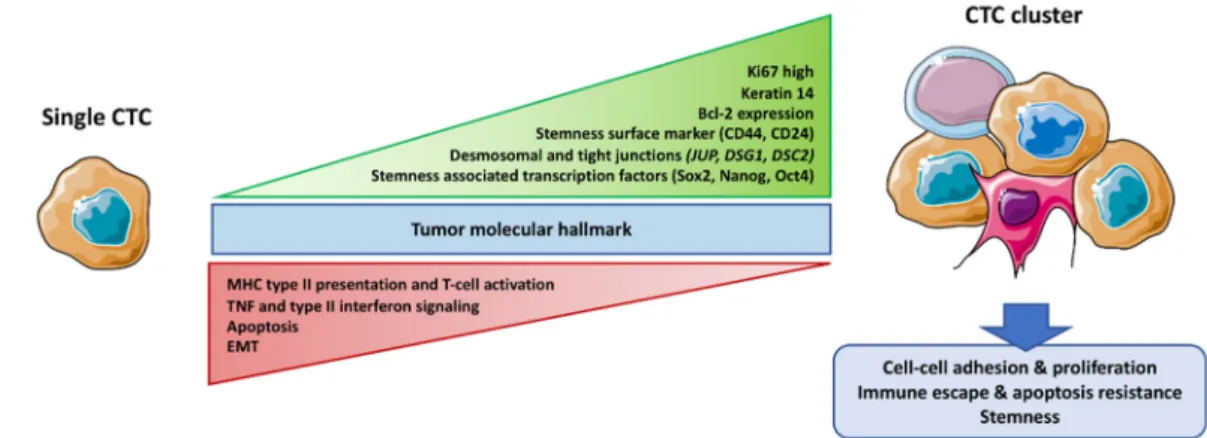 Figure 2. Molecular differences between CTC clusters and single CTCs. CTC clusters like single CTCs  harbor the molecular hallmark of their primary tumor