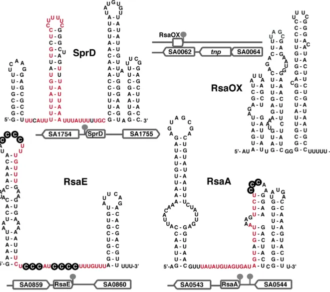 Figure 2. Secondary structures of selected S. aureus sRNAs. The secondary structures of RsaA and RsaE [15] and of SprD [37] were experimentally determined