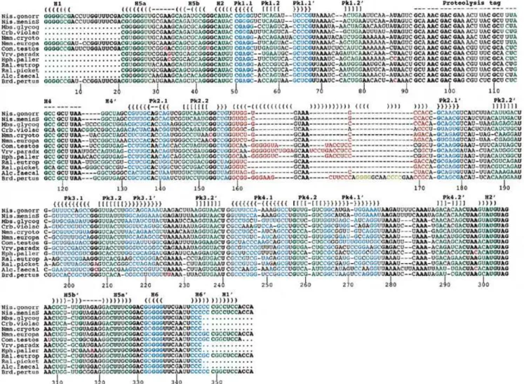 Figure 1. Alignment of 13 tmRNA gene sequences from the β-proteobacteria. Conserved nucleotides within this bacterial subgroup are in bold