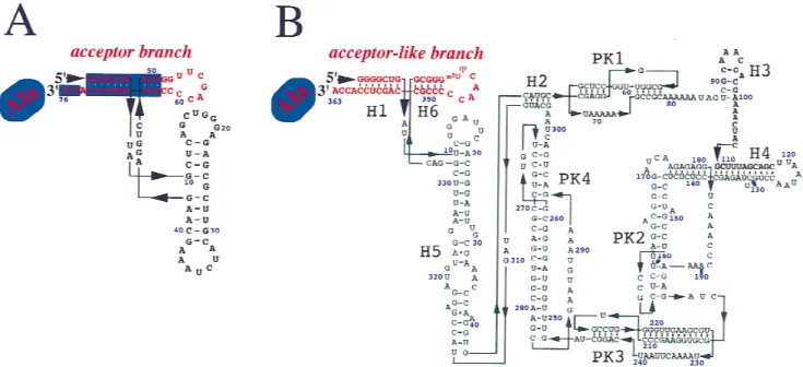 FIGURE 1. Comparison of tRNA Ala (A) and tmRNA (B) secondary structures from E. coli + The acceptor and acceptor-like branches of the two RNAs are in red+ Part of the tRNA that interacts with prokaryotic elongation factor Tu is boxed in blue+
