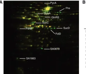 Figure 4. RsaE regulates the synthesis of several metabolic enzymes. (A) 2D ﬂuorescence diﬀerence gel electrophoresis (DiGE) performed on the RN6390 and rsaE strains