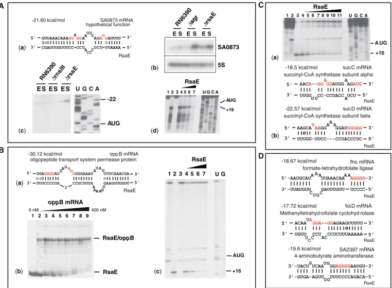 Figure 5. RsaE regulates gene expression by direct interaction with target mRNAs. (A) RsaE binds to the RBS of SA0873 mRNA: (a) Base pairings predicted between SA0873 and RsaE