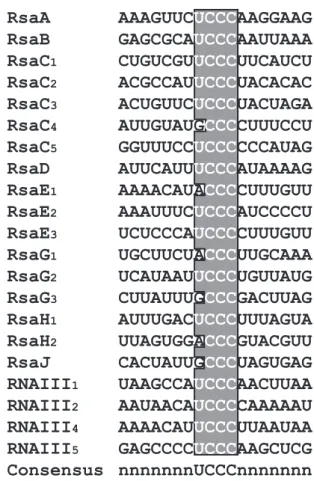 Figure 7. The C-rich box conserved motif in S. aureus regulatory RNAs.
