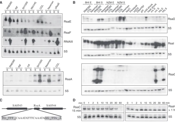 Figure 1. The expression of Rsa RNAs as monitored under various stresses, culture conditions, and in various S
