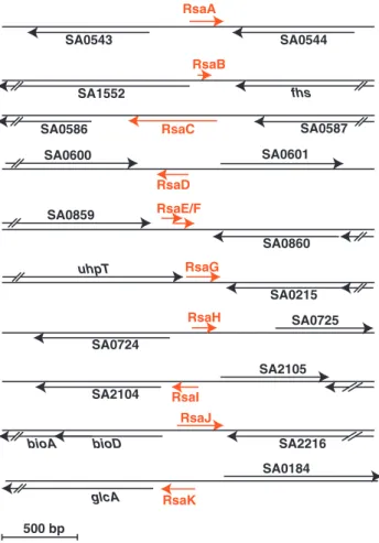 Figure 2. Genomic organization of rsa genes in the S. aureus N315 strain. Red arrows denote the rsa transcripts and their orientations, and the blacks arrows are for the ﬂanking open reading frames (ORFs)