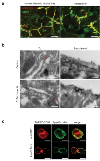 Figure 1. Human CLDN1 expression and tight junction ultrastructure in the livers of human  chimeric mice