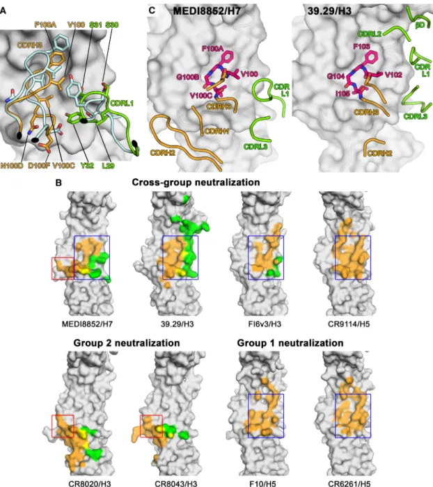 Figure 7. MEDI8852 Binds to a Unique Site within the H5 and H7 HA Proteins through CDR-H3 and CDR-L1 Conformational Rearrangements upon Complex Formation