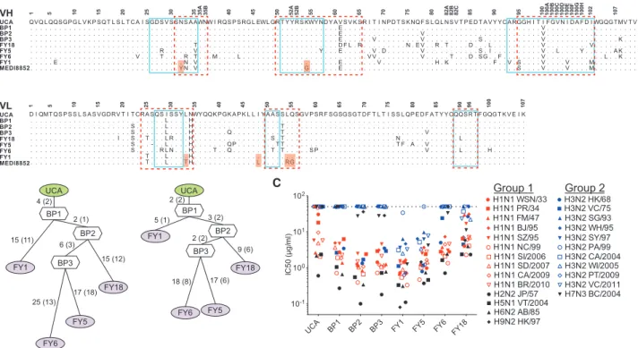 Figure 1. Developmental Pathway of the MEDI8852 Lineage