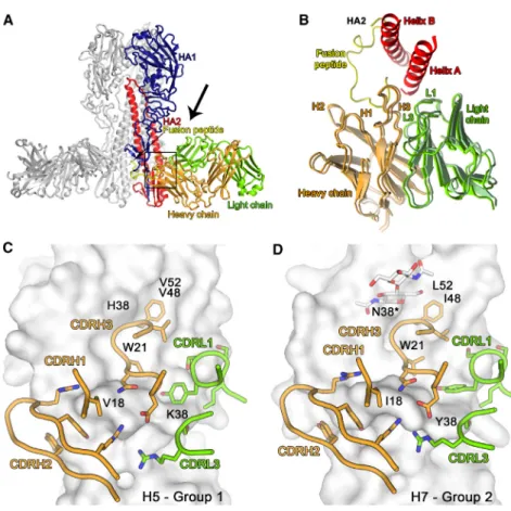 Figure 5. MEDI8852 Binds to a Unique Site within the H5 and H7 HA Proteins