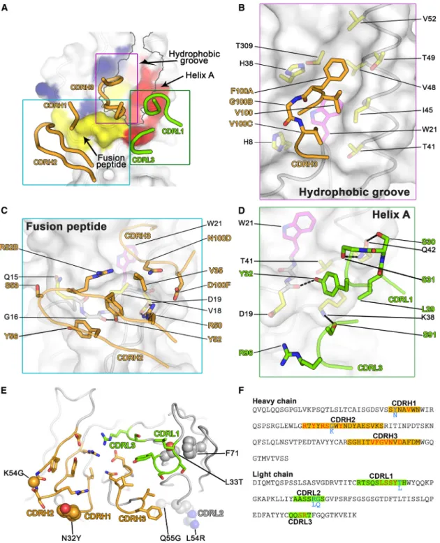 Figure 6. Binding Epitope of MEDI8852 on H5 HA