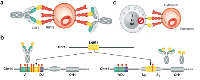 Figure  3.  Receptor-based  antibodies  selected  by  blood-stage  parasites.  a)  LAIR1- LAIR1-containing  antibodies  can  help  in  controlling  the  malaria  infection  by  binding  to  RIFINs  expressed on the surface of infected erythrocytes