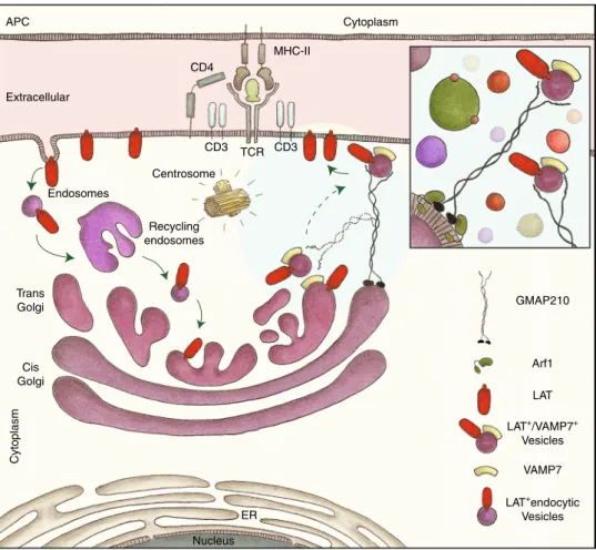 Fig. 9 Graphical abstract: GMAP210 facilitates the delivery of vesicles containing LAT to the immune synapse