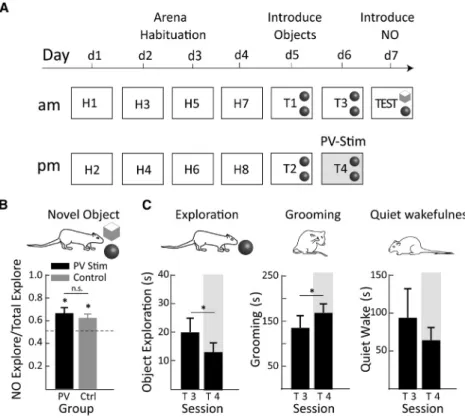 Figure 3. Effects of BF PV Stimulation on Novel Object Recognition (NOR) and DMN Behaviors in PV:Cre Rats
