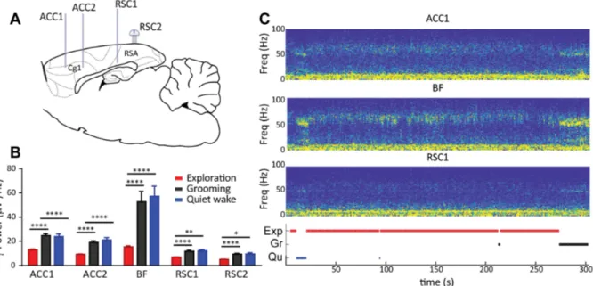 Figure S1. Gamma Power in ACC, BF and RSC during exploration and DMN like behaviors. A.