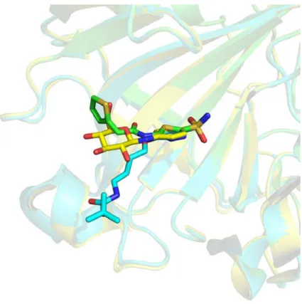 Figure 3.  Three-dimensional  (3D)  representation of three different ligands bound to Carbonic  Anhydrase 2 receptor (Protein Data Bank (PDB) IDs 4iwz in green, 2rfc in blue, 2hl4 in yellow)