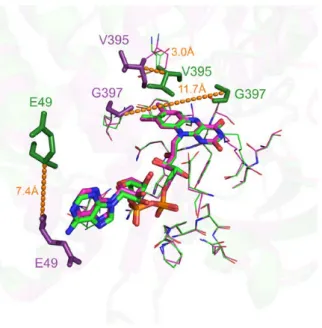 Figure 5. Three-dimensional representation of WelO5 protein in complex with 6CU ligand stick representation (PDB IDs 5iqv green and 5iqu magenta)