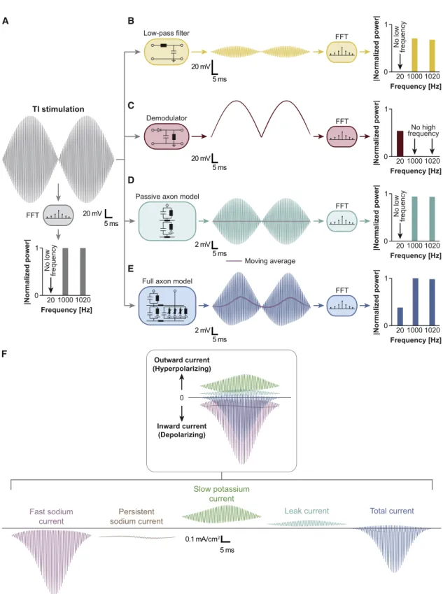 Figure 3. Neural Membranes must Rectify the Electric Potential to Generate Extrinsic Neural Activity