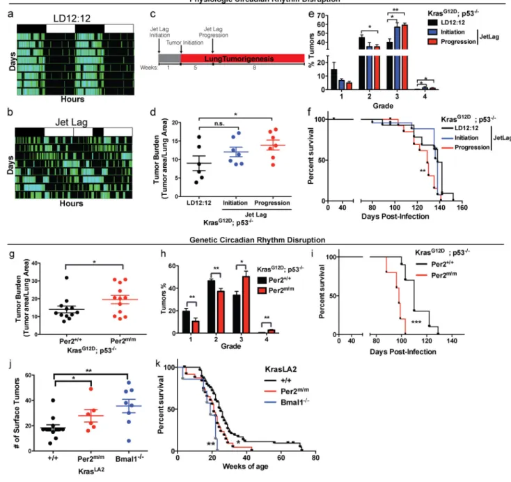 Figure 1. Physiologic and genetic disruption of circadian rhythms accelerates lung tumorigenesis Representative double-plotted actogram of KP mice subjected to (A) regular LD12:12 (left)  and (B) an 8 hour phase advance by Jet lag (right)