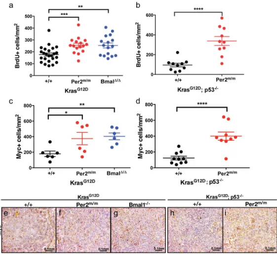 Figure 3. Enhanced proliferation and increased levels of c-Myc in circadian mutant tumors Immunohistochemical analysis of BrdU incorporation in tumors from (A) K animals with  WT (+/+) (n=24), mutant Per2 (Per2 m/m ) (n=16) and Bmal1 mutant (Bmal1 Δ/Δ ) (n