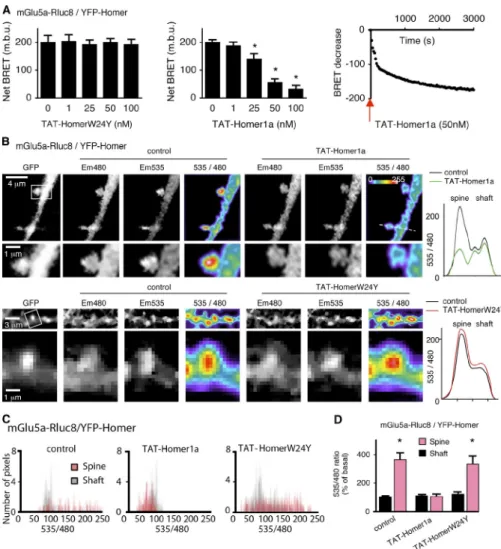 Figure 3.  Homer1a disrupts the interaction  between Homer and mGlu5a receptor in  den-dritic  spines