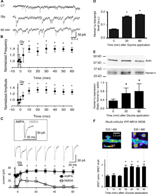 Figure  6.  Synaptic  NMDA  receptor  activa- activa-tion  triggers  Homer1a  endogenous   expres-sion, physical interaction between NMDA and  mGlu5a receptors in the spine, and inhibition  of  postsynaptic  NMDA  currents