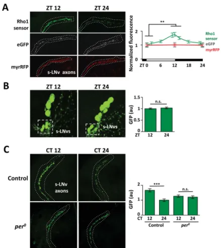 Figure 3. Circadian oscillations in Rho1 activity in s-LNv axons