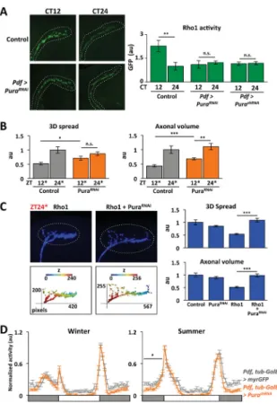 Figure 6. Pura is a clock-regulated Rho1 GEF that activates Rho1 in s-LNv axons at dusk and is  required for seasonal adaptation