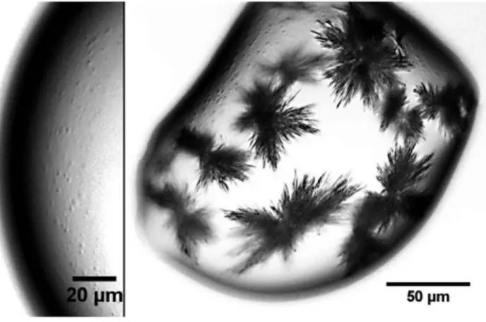 Figure 7.  Phase-contrast micrographs of the evaporation of CaSO 4  droplets on hydrophobic substrates  (silanized glass and PDMS)