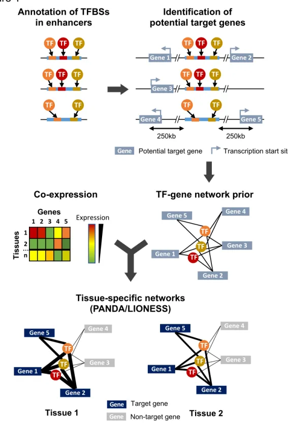 Figure 1: Overview of the study design and methodology. Enhancer sequences are first searched for TFBS motifs using FIMO