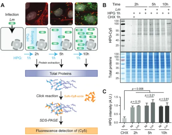 Figure  1.  Lm  infection  has  a  low  impact  on  total  translation  activity  in  LoVo  epithelial  cells