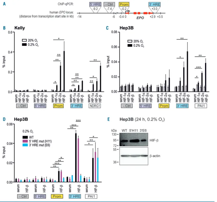 Figure 4. Hypoxia-inducible factor (HIF) binding to the EPO locus in 5' or 3' hypoxia response elements (HRE) mutant neuroblastoma and hepatoma cells
