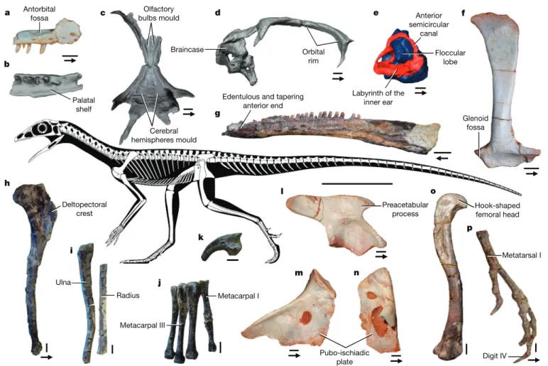Fig. 1 | Newly discovered and selected bones characterizing the lagerpetid  body plan