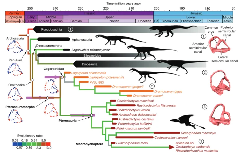 Fig. 3 | Time-calibrated reduced strict consensus tree (after a posteriori  pruning of Kongonaphon) focused on Pterosauria and Lagerpetidae