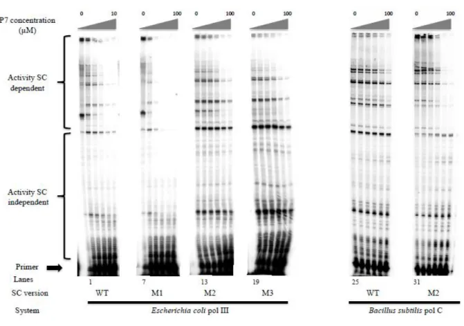 Figure 9 : Inhibition of primer elongation by P 7.  EcP and BsP are complemented with their cognate  wt or mutants SC pre-incubated with increasing concentrations of P7 peptide (0, 1, 2, 4, 8 and 10 µM  for  Ecwt SC and 0, 2, 8, 25 and 75 µM for all the ot