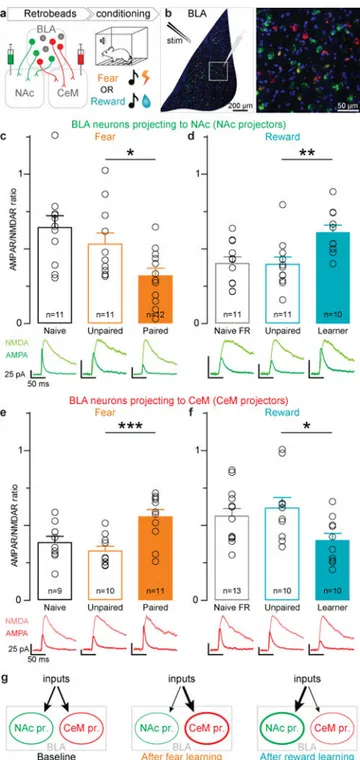 Figure 1. Opposite changes in AMPAR/NMDAR following fear or reward conditioning in BLA  neurons projecting to NAc or CeM