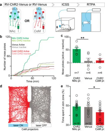 Figure 2. Within the BLA, photostimulation of NAc or CeM projectors causes positive and  negative reinforcement, respectively