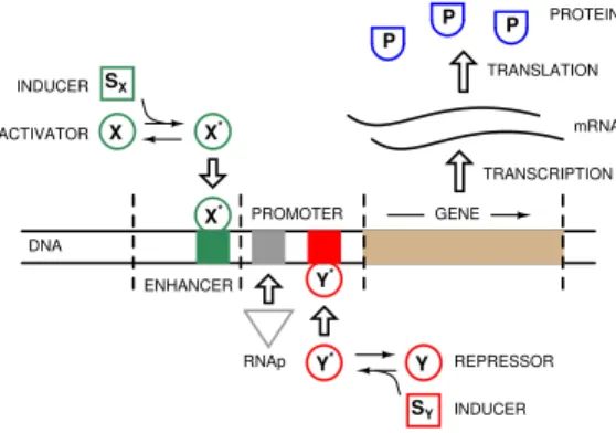 Fig. 1. A simplified view of gene regulation. The gene is activated and repressed by TFs X and Y , respectively