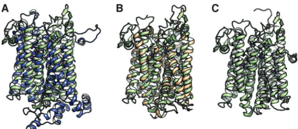 FIG. 7. Superposition of G. thermodenitriﬁcans bd oxidase (PDB:5DOQ; silver) and E. coli bd-I oxidase (PDB:6RKO; gold)
