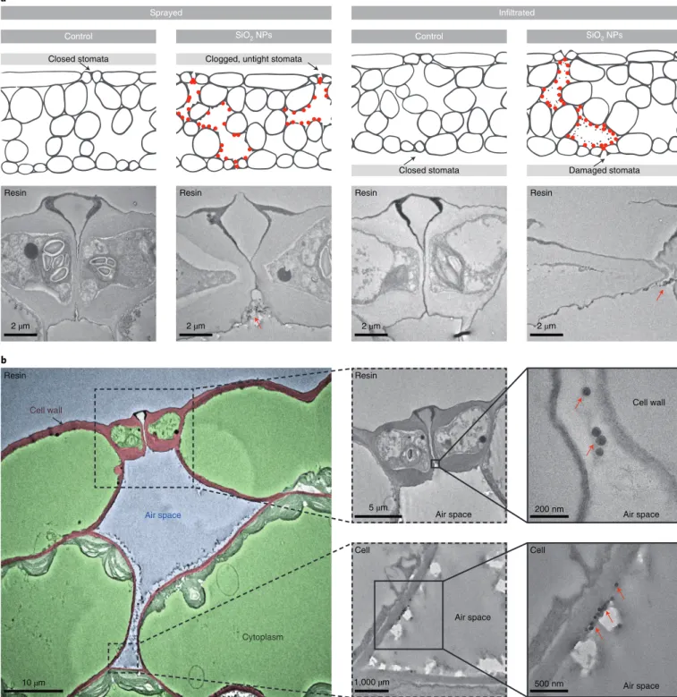 Fig. 2 | TEM of SiO 2  NP distribution and physiological effects in Arabidopsis leaves