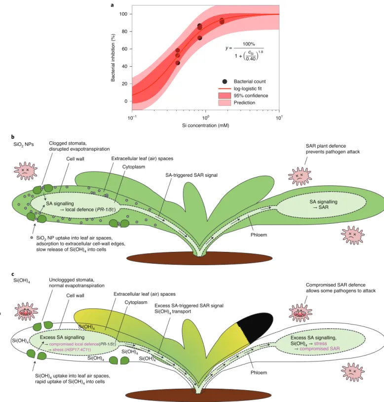 Fig. 5 | Dynamic range for SAR induced in distal leaves by SiO 2  NPs in A. thaliana, and model summarizing the observed plant-defence-enhancing  actions of SiO 2  NPs and Si(OH) 4 