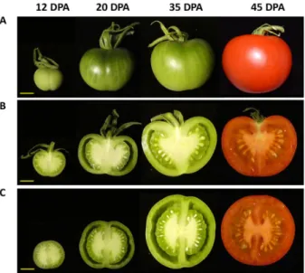 Figure  2.  Fruit  development  of  Ailsa  Craig  tomato  from  12 to  45  DPA.  (A) Whole  fruit.  (B)  Fruit  longitudinal section. (C) Fruit equatorial section. Bars = 1 cm. 