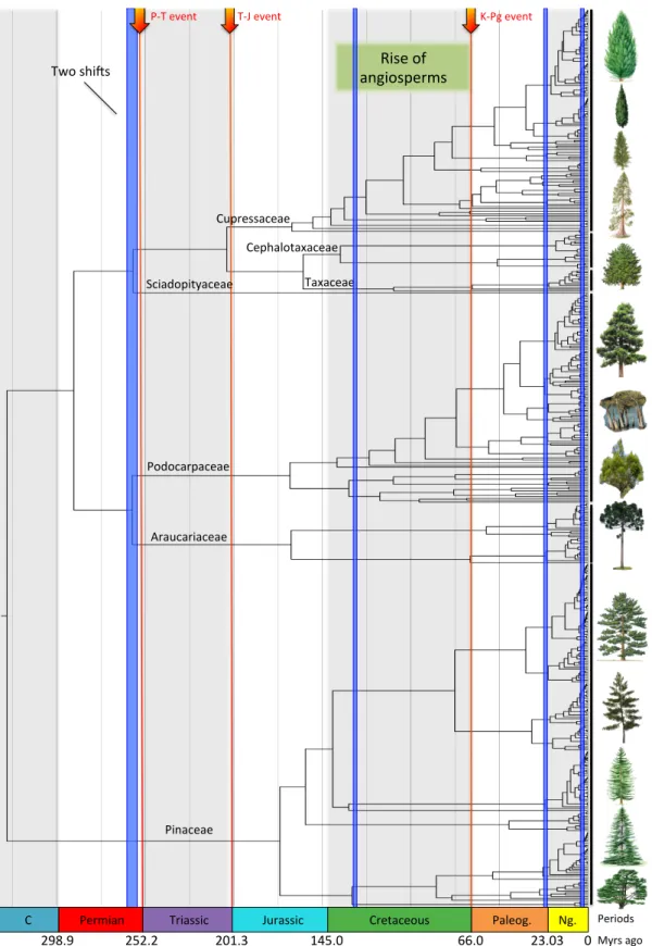 Fig.  S1.  Global  diversification  of  conifers  inferred  from  the  phylogeny.  Time-calibrated  phylogeny of conifers and significant shifts in diversification rates inferred under an episodic  birth-death  model  implemented  in  TreePar