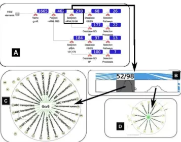 Figure 4: Illustration of the gcvB sRNA hub analysis. Panel (A) de- de-picts the analysis process that was applied to the regulatory network, while (B)-(D) are screen captures of the different filtering steps