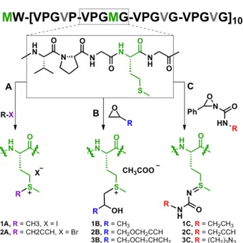 Figure 1.  Primary structure of ELP[M 1 V 3 -40] and chemoselective modifications at methionine using  alkyl halide (A), epoxide (B) or oxaziridine (C) derivatives